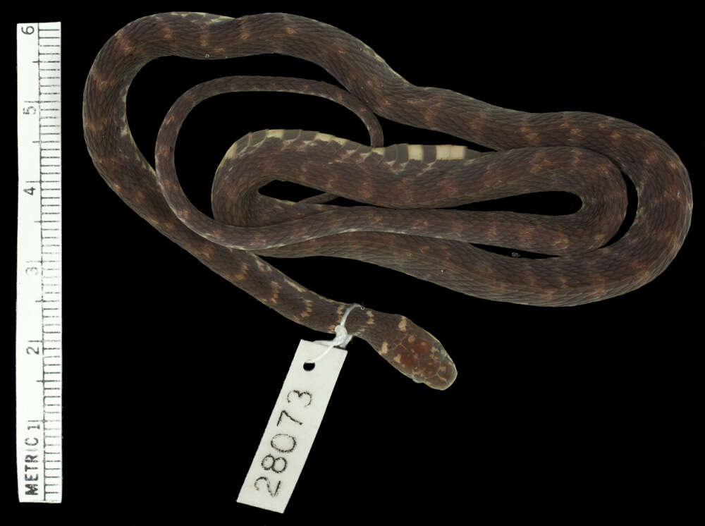 Image of Cope's Coffee Snake