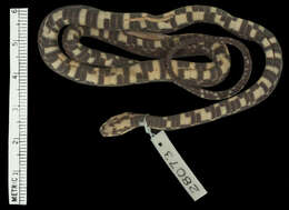 Image of Cope's Coffee Snake