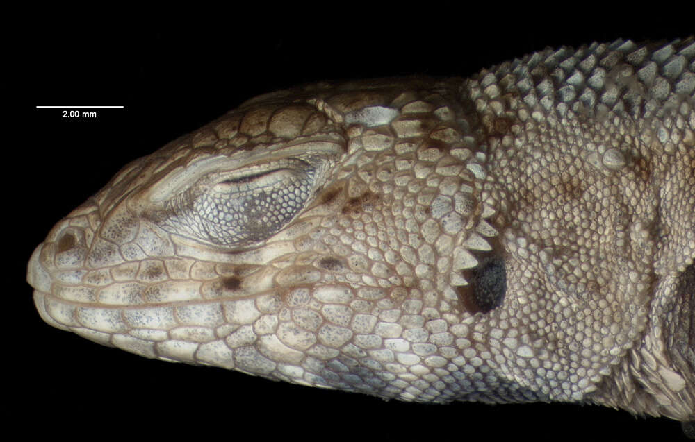 Image of Canyon Lizard