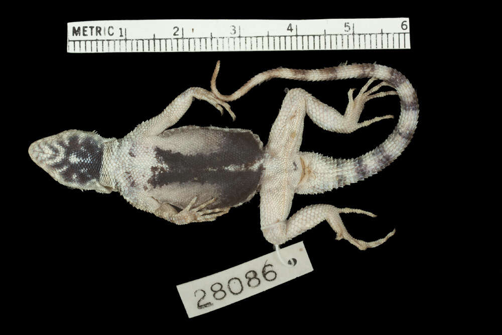 Image of Canyon Lizard