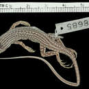 Image of Arabian Fringe-fingered Lizard