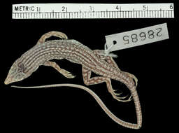 Image of Arabian Fringe-fingered Lizard