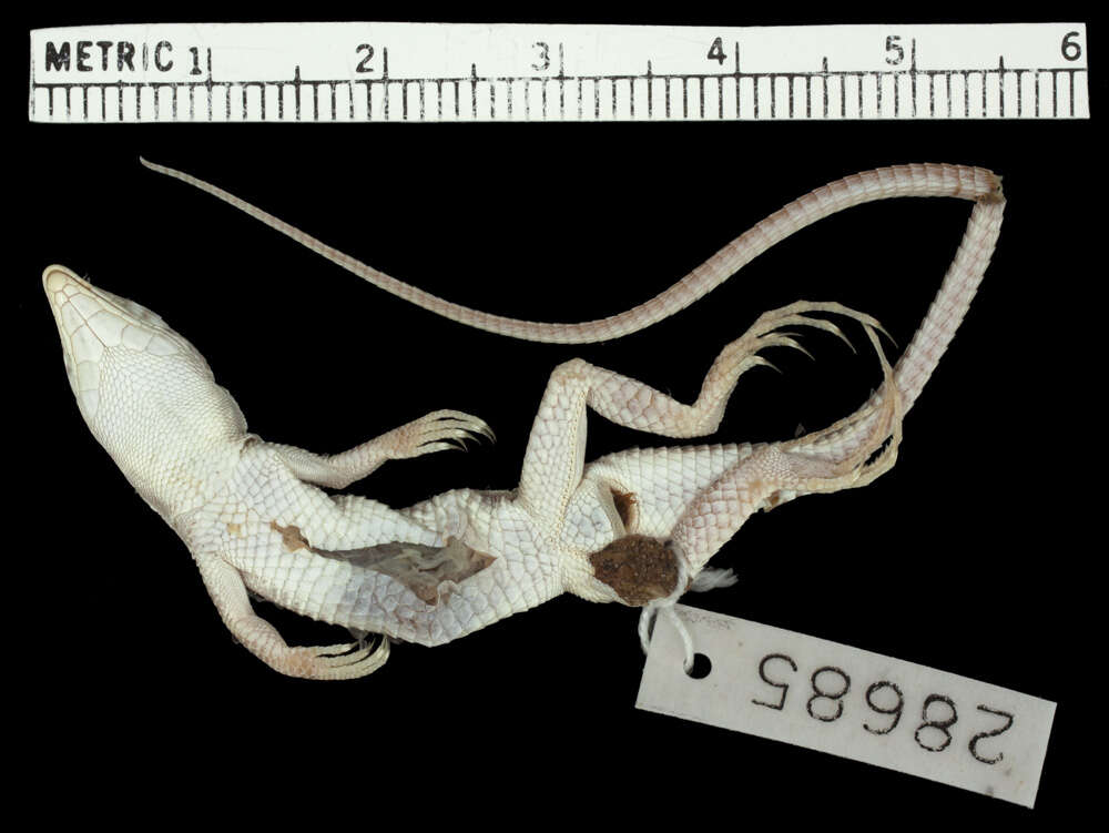 Image of Arabian Fringe-fingered Lizard