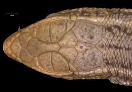 Image of Ophisops elegans persicus Boulenger 1918