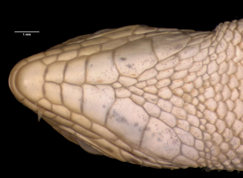Image of Ophisops elegans persicus Boulenger 1918