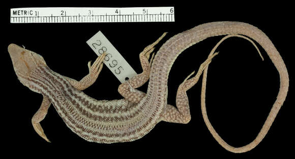 Image of Boulenger’s Shield-backed Lizard