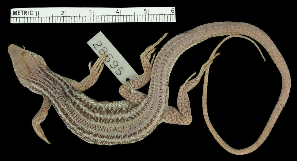Image of Boulenger’s Shield-backed Lizard