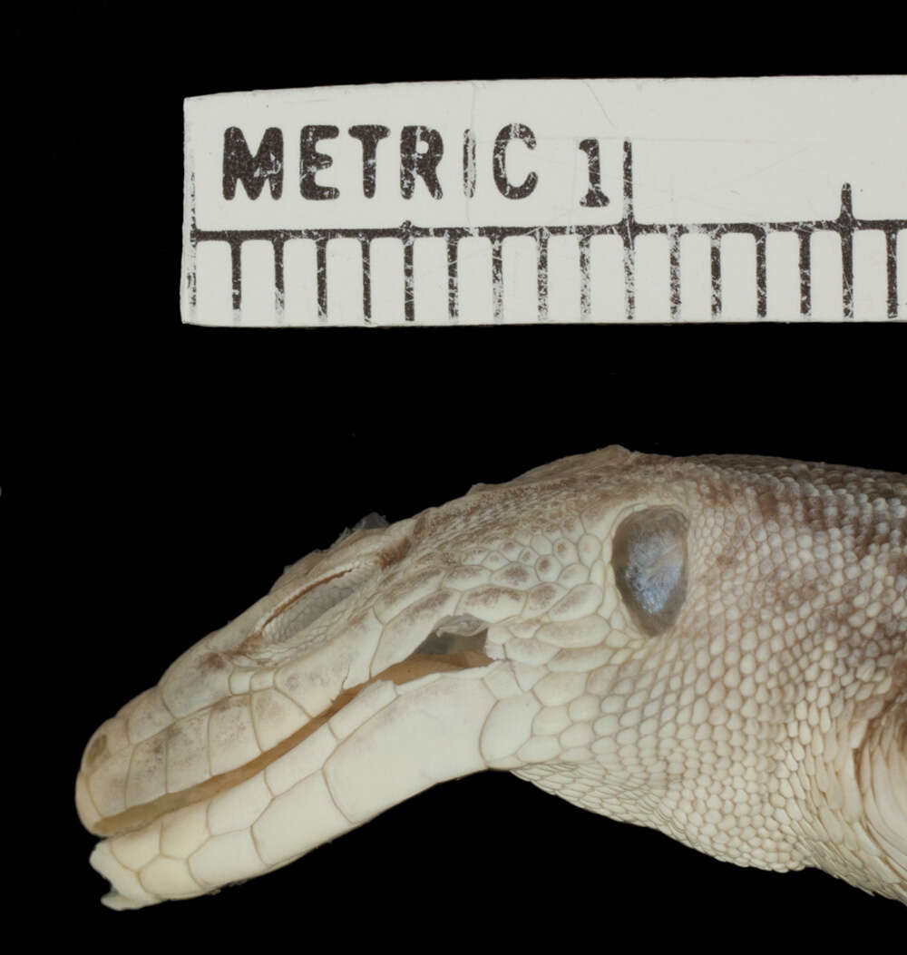 Image of Boulenger’s Shield-backed Lizard