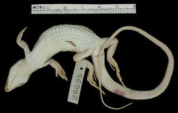 Image of Boulenger’s Shield-backed Lizard
