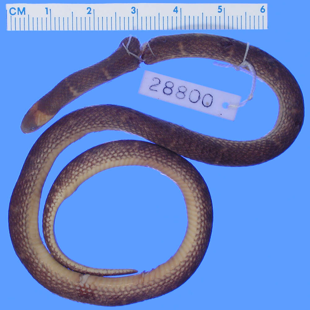 Image of Clark's Ground Snake