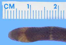 Image of Clark's Ground Snake