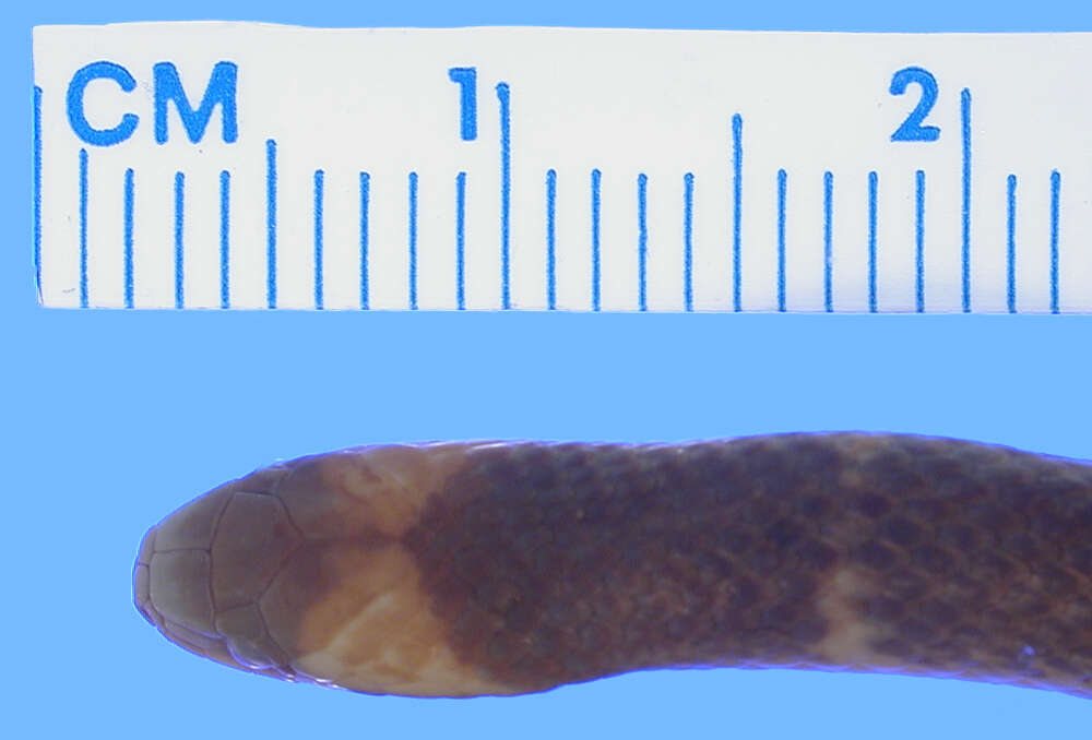 Image of Clark's Ground Snake