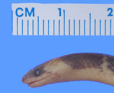 Image of Clark's Ground Snake