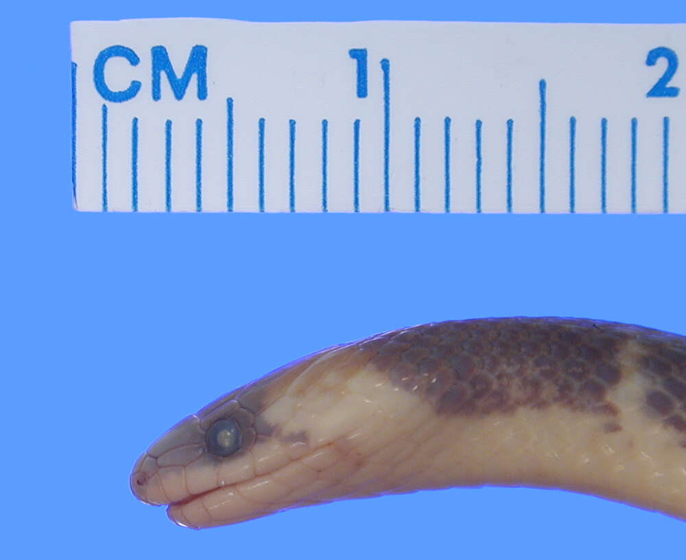 Image of Clark's Ground Snake