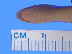 Image of Clark's Ground Snake