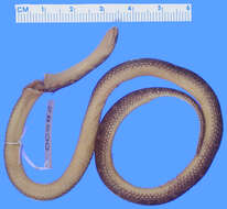 Image of Clark's Ground Snake