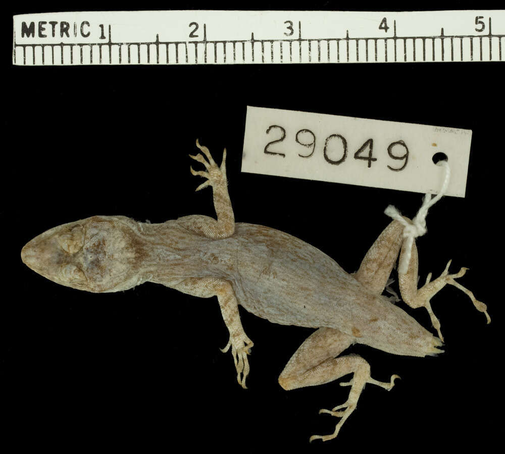 Image de Anolis distichus dominicensis Reinhardt And Lütken 1863