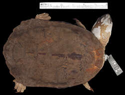 Image of Brazilian Snake-necked Turtle