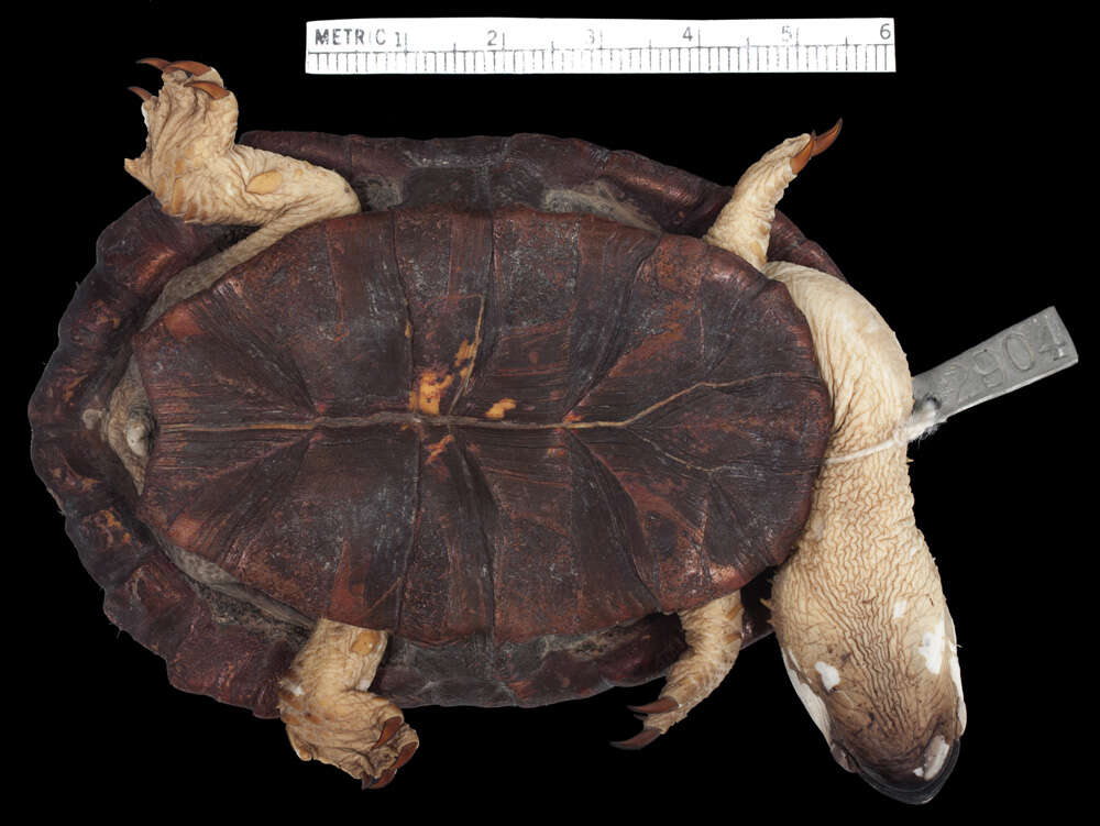 Image of Brazilian Snake-necked Turtle