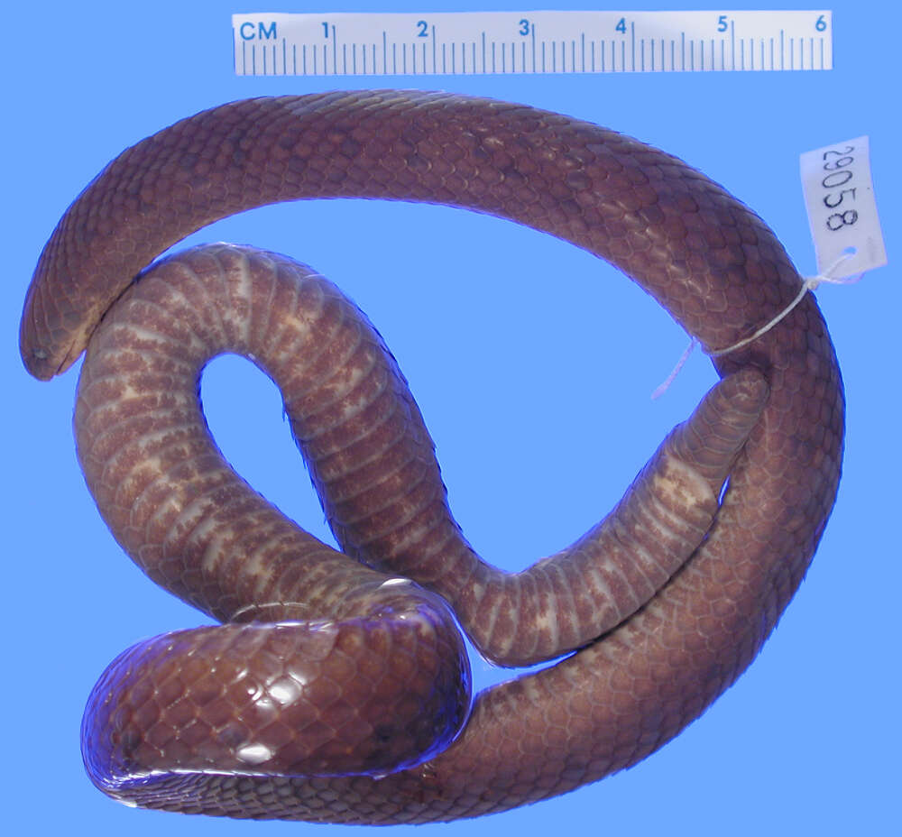 Image of Northern Ground Snake