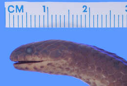 Image of Northern Ground Snake