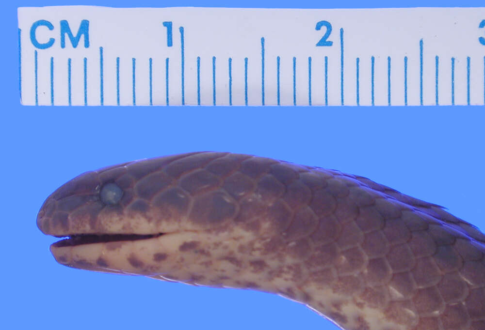 Image of Northern Ground Snake