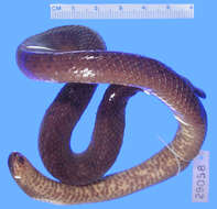 Image of Northern Ground Snake