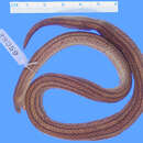 Image of Loveridge's Ground Snake