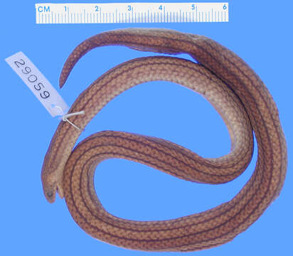 Image of Loveridge's Ground Snake