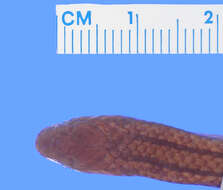 Image of Loveridge's Ground Snake