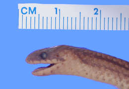 Image of Loveridge's Ground Snake