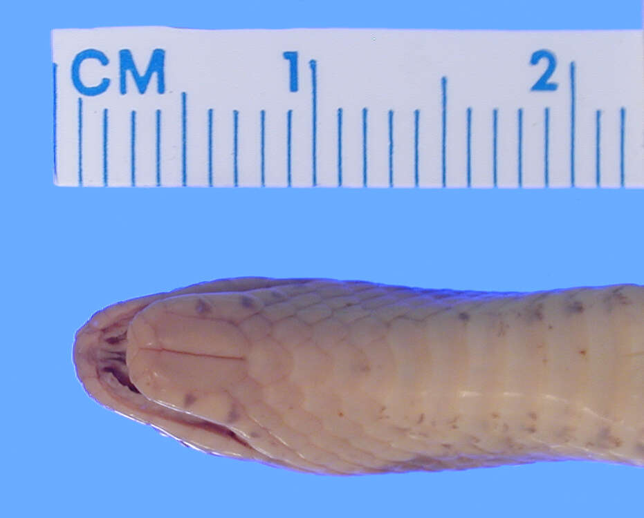 Image of Loveridge's Ground Snake