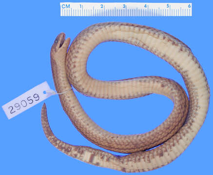 Image of Loveridge's Ground Snake