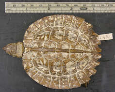 Image of Asian Leaf Turtle