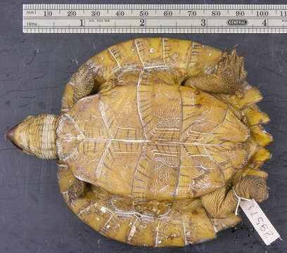 Image of Asian Leaf Turtle