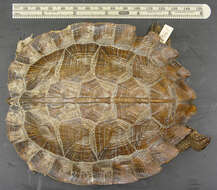 Image of Asian Leaf Turtle