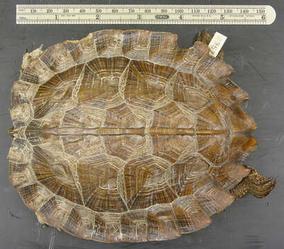 Image of Asian Leaf Turtle