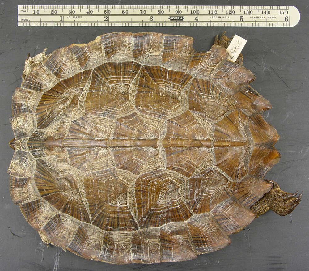 Image of Asian Leaf Turtle