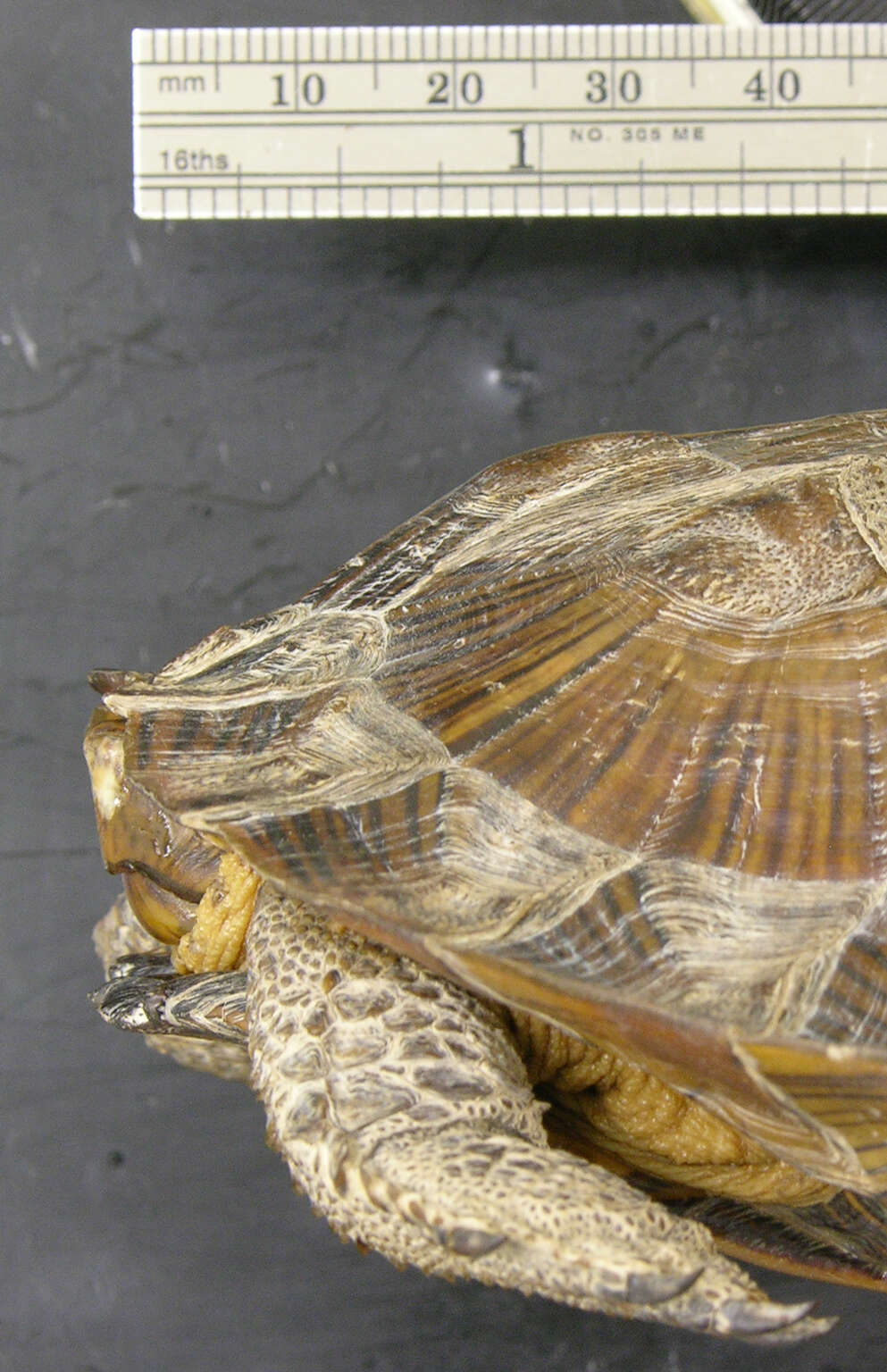 Image of Asian Leaf Turtle