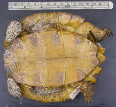 Image of Asian Leaf Turtle