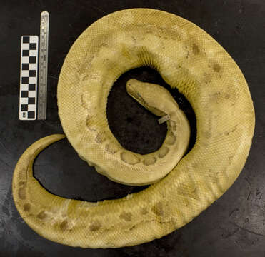 Image of Blood Python