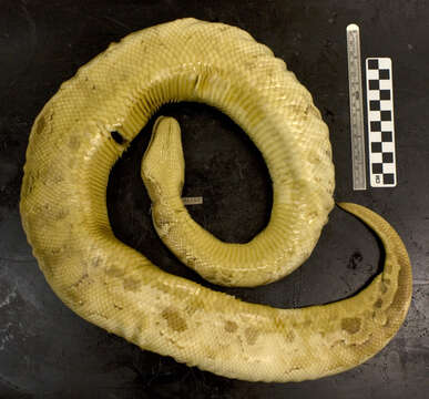 Image of Blood Python