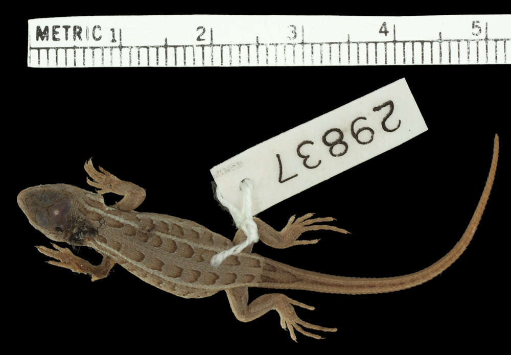 Image of Slevins’s Bunch Grass Lizard