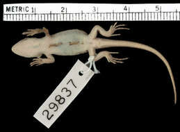 Image of Slevins’s Bunch Grass Lizard