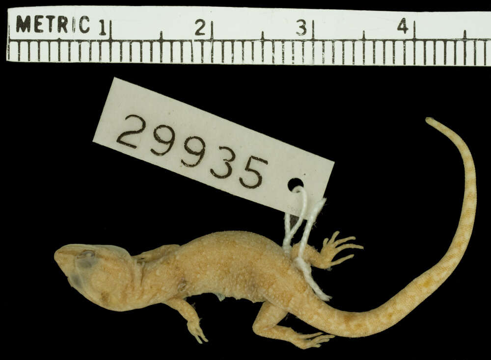 Image de Saurodactylus fasciatus Werner 1931