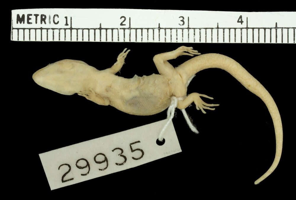 Image de Saurodactylus fasciatus Werner 1931