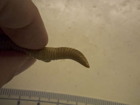 Image of Iberian Worm Lizard