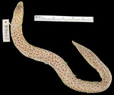 Image of Trogonophis wiegmanni elegans (Gervais 1835)