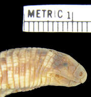 صورة Trogonophis wiegmanni elegans (Gervais 1835)