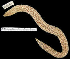 صورة Trogonophis wiegmanni elegans (Gervais 1835)